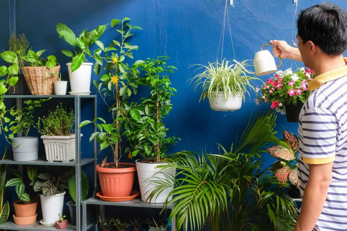 Shelves full of greenery – DIY plant decoration