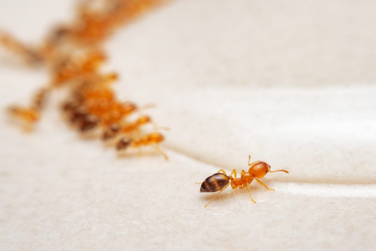 Ways to get rid of ants in your home – get rid of them!