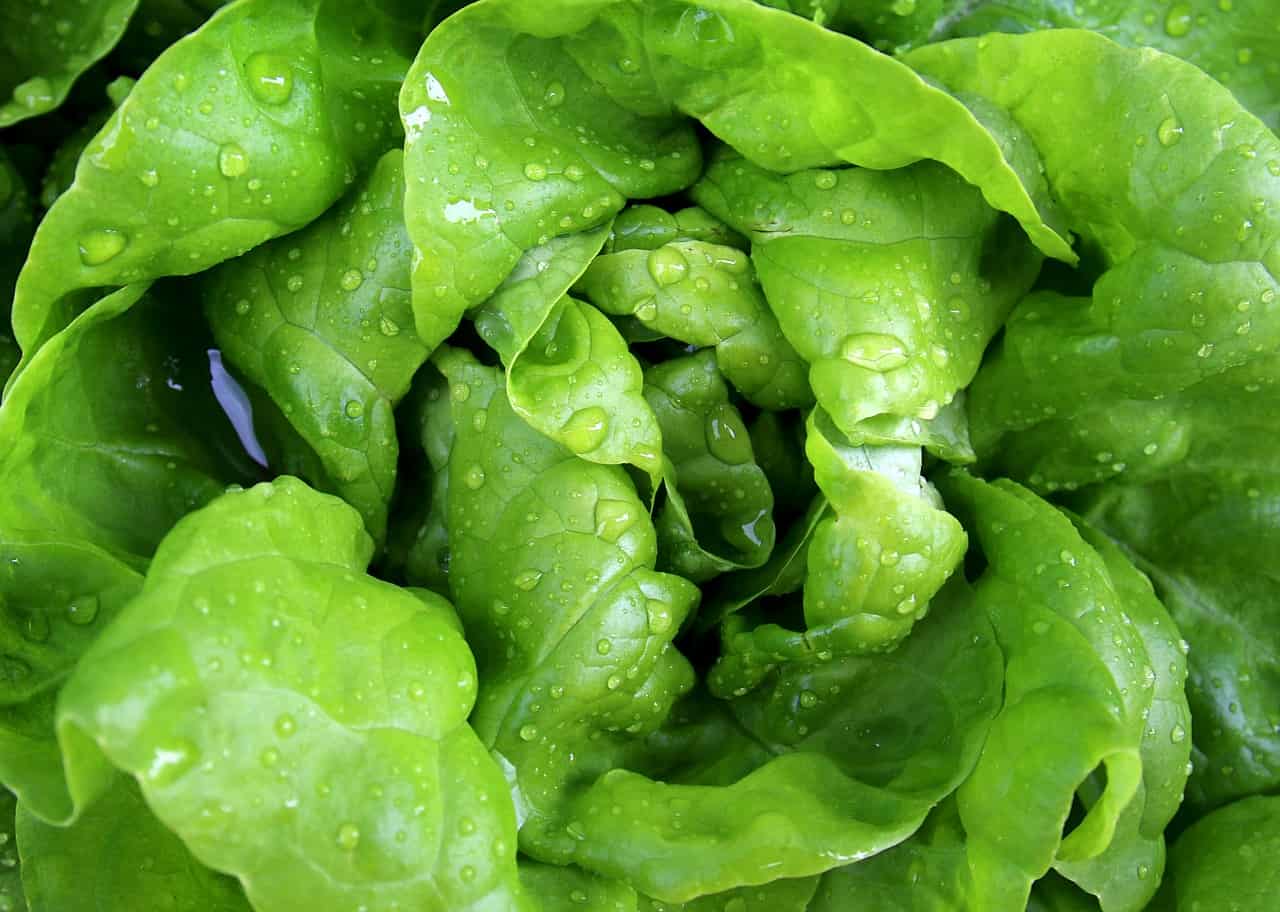 When to plant lettuce in the garden?