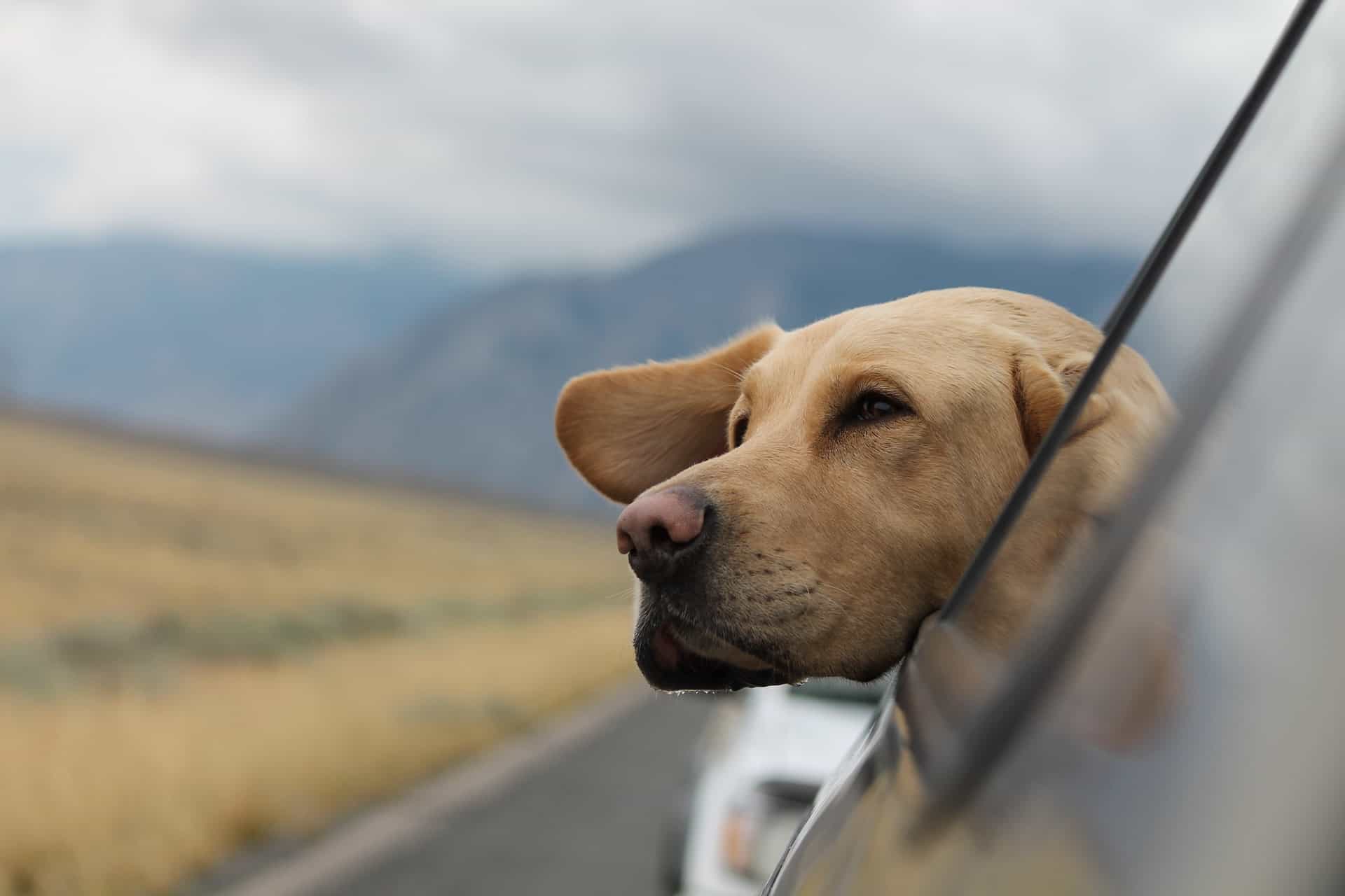 How to organize a trip with a dog?