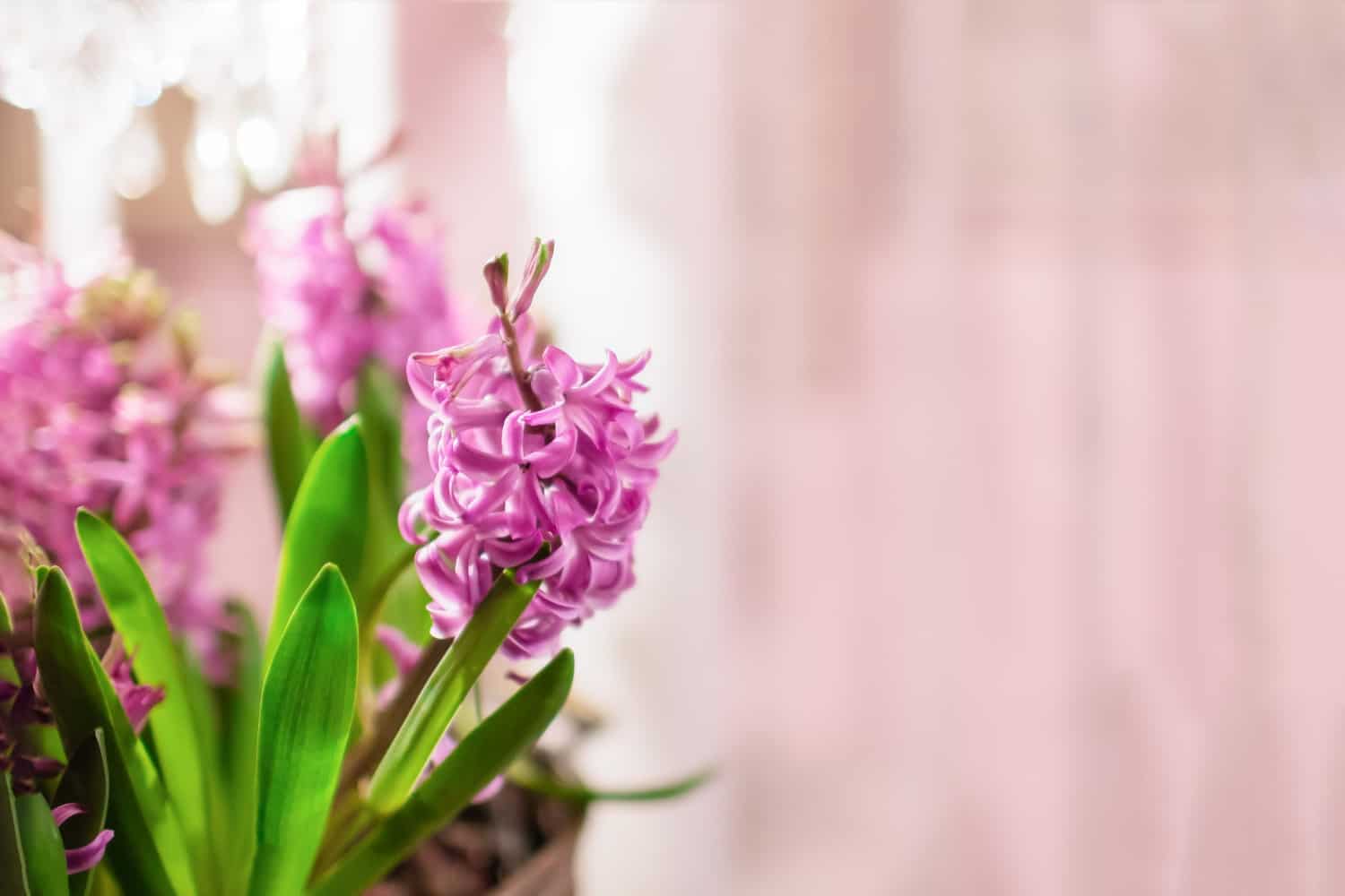 What to do with hyacinth after flowering?