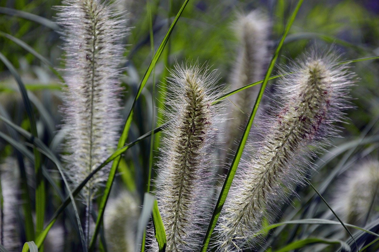 What to combine ornamental grasses with? Arrangements