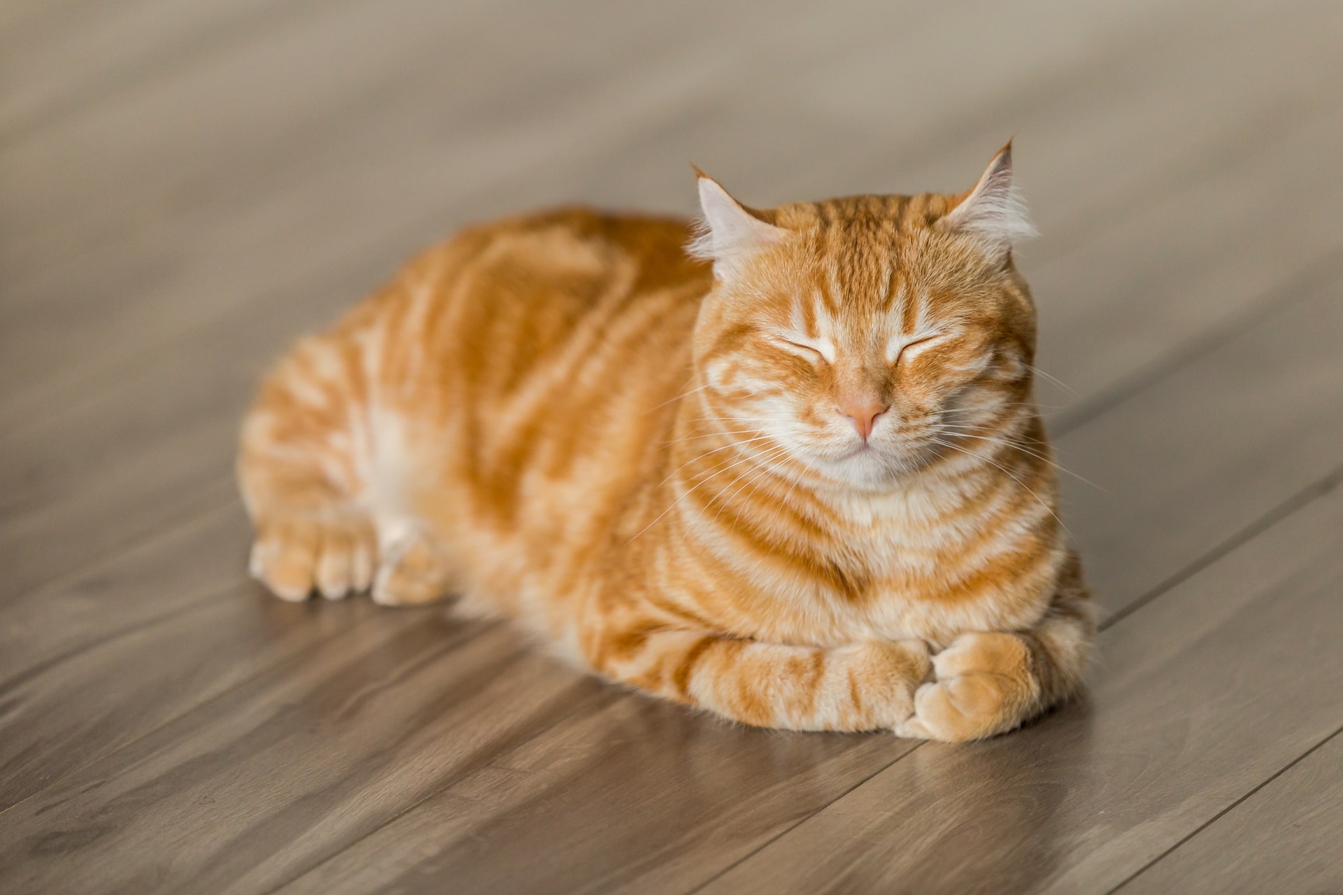 A cat in the house – what flooring to choose?