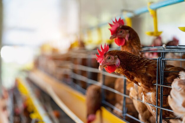 How Can Biosecurity Measures Improve Broiler Health and Productivity?